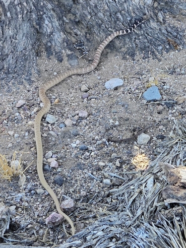 Common Coachwhip