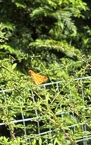 Fiery Skipper