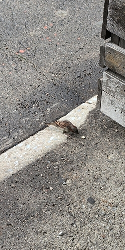 House Sparrow