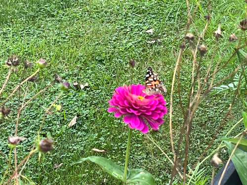 Painted Lady