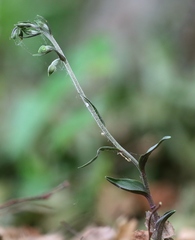 Epipactis microphylla
