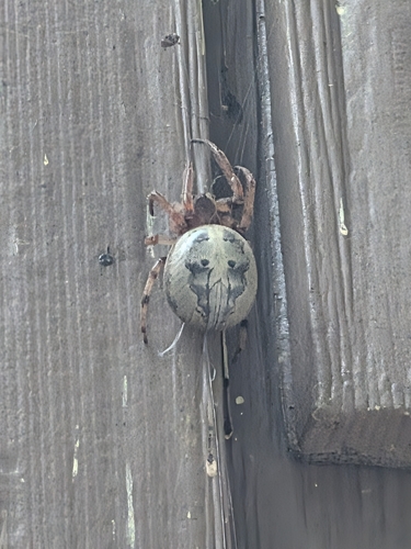 Furrow Orbweaver