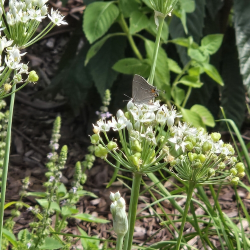 Gray Hairstreak