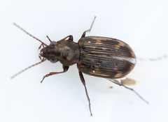 Bembidion varium