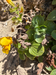 Erythranthe grandis