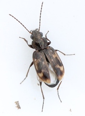 Bembidion varium