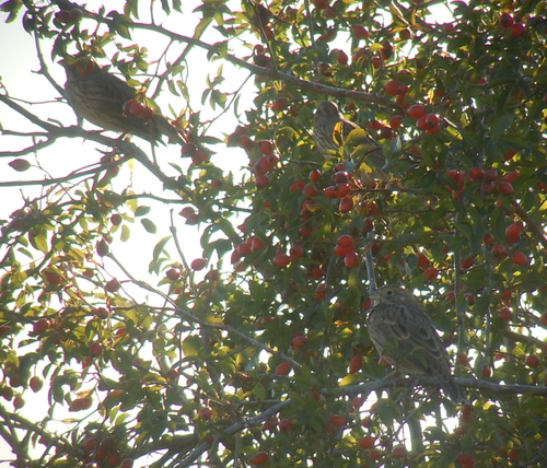 Corn Bunting