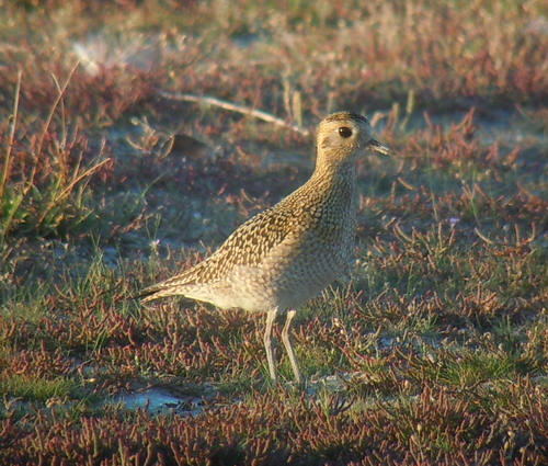 European Golden-Plover