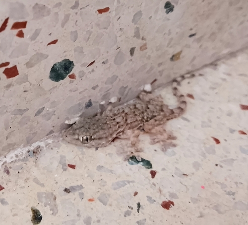 Moorish Gecko
