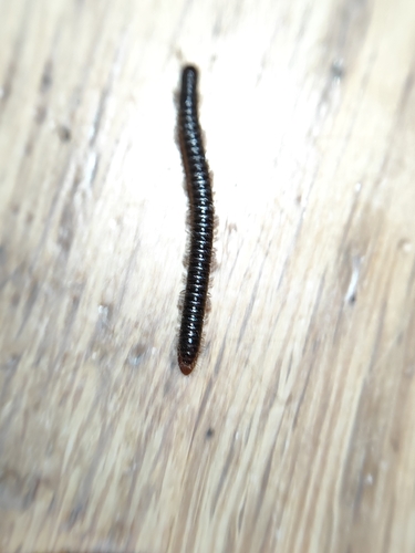 White-legged Snake Millipede