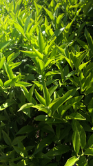 Magnoliopsida