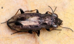 Notiophilus quadripunctatus