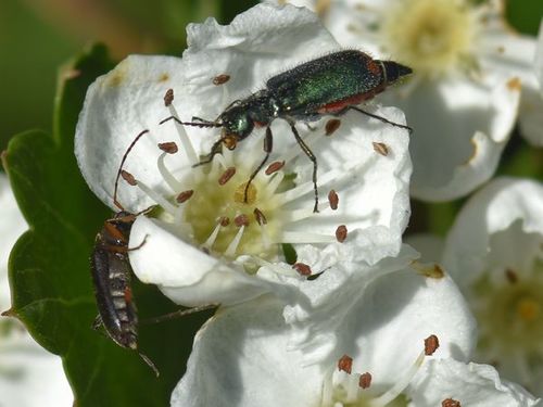 Common Malachite-beetle, Groesbeek, Nederland, photo 9 of 10