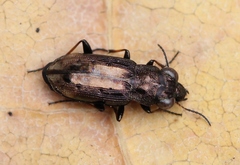 Notiophilus quadripunctatus