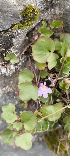 Ivy-leaved toadflax
