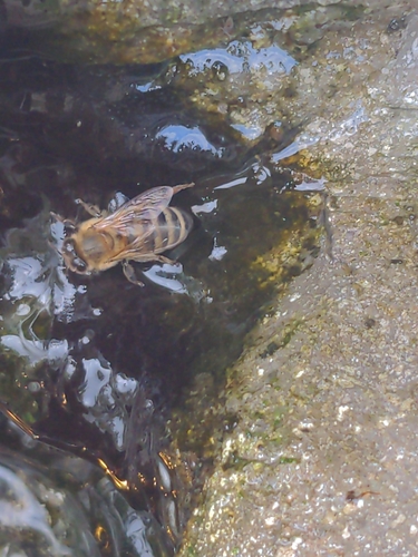 Western Honey Bee