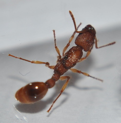 Paratopula macta