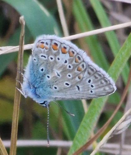 Common Blue