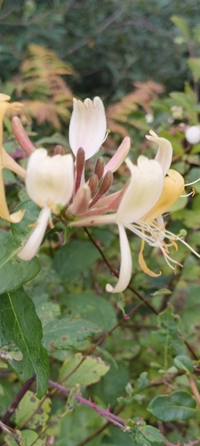 Common Honeysuckle