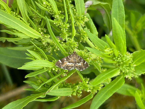 Spotted Beet Webworm Moth