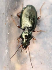 Bembidion deletum