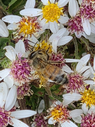 Western Honey Bee