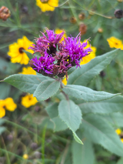 author not stated, no rights reserved Vernonia fasciculata, photograph author not stated, no rights reserved