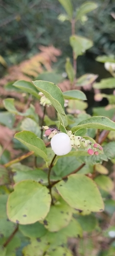 Common Snowberry