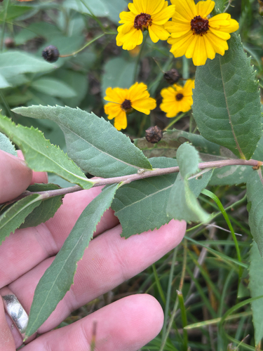 Vernonia fasciculata, photograph 5