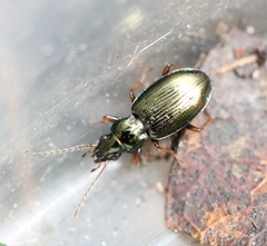 Bembidion deletum
