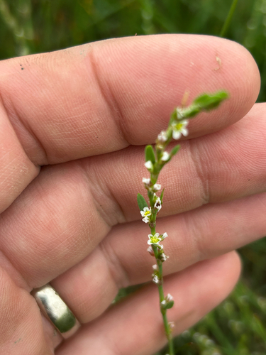 Polygonum aviculare, photograph 6