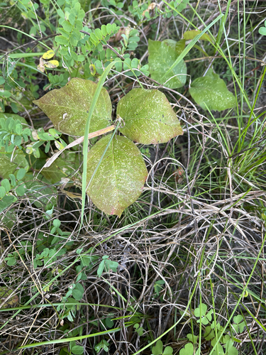 western poison ivy