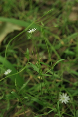 Stellaria longifolia