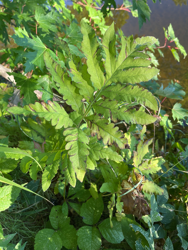 sensitive fern