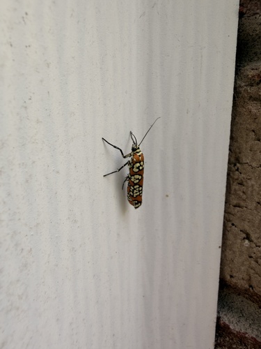 Ailanthus Webworm Moth