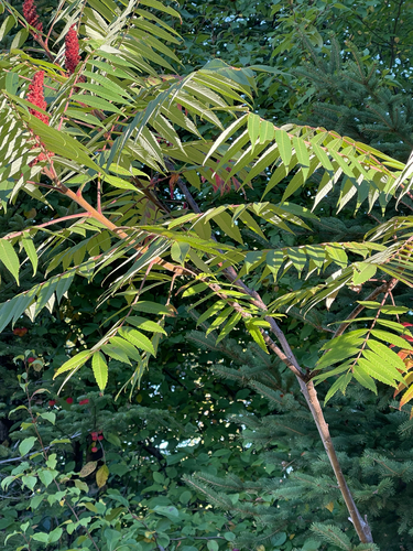 staghorn sumac