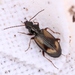 Bembidion femoratum - Photo (c) Marie Lou Legrand, some rights reserved (CC BY-NC), uploaded by Marie Lou Legrand