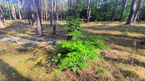 European beech