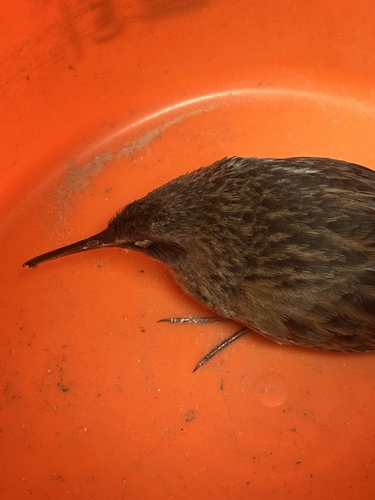 Virginia Rail