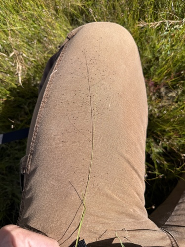 Muhlenbergia uniflora, 2026-09-19