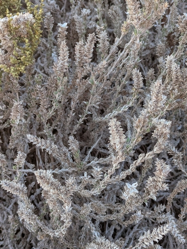 Crucianella maritima, photograph 6