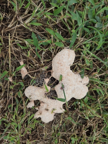 Dog Vomit Slime Mold