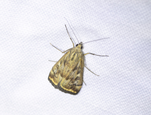 Beet Webworm Moth