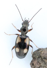 Bembidion genei
