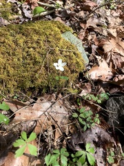 Anemonoides quinquefolia