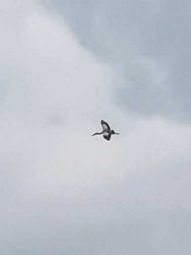 Asian Openbill