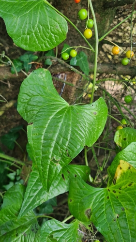 Black Bryony