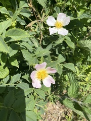 Rosa canina