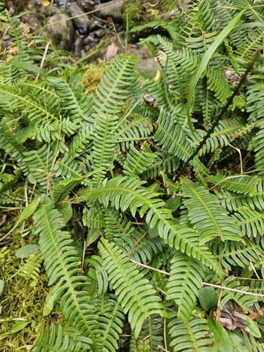 deer fern