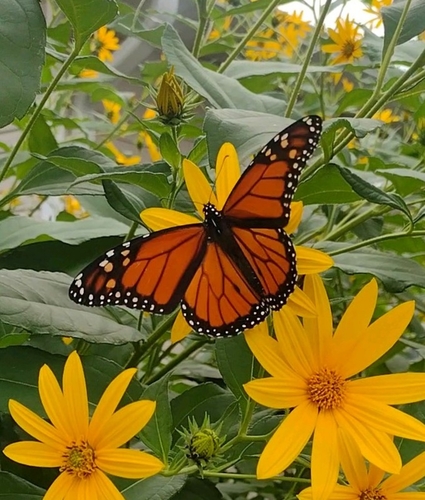 Monarch